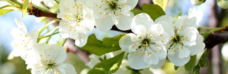 A Guide To Patio Fruit Trees | Love The Garden