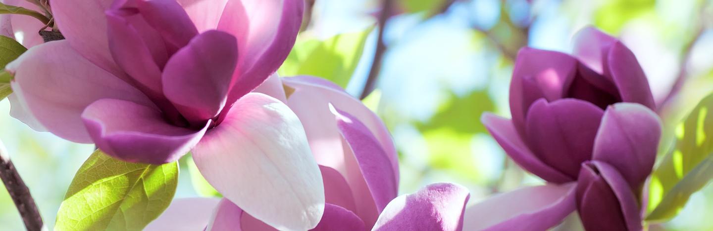 magnolia blooms medicinal uses