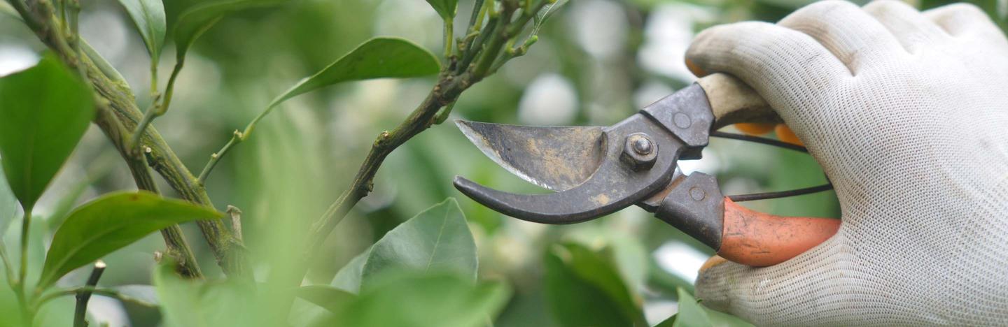 Pruning Fruit Trees Melbourne : Pruning Fruit Trees In Winter The Diggers Club - Setting up and maintaining espaliers