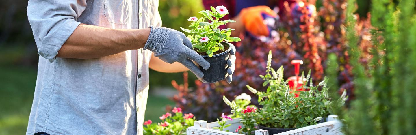 Image of Compost for flowering plants