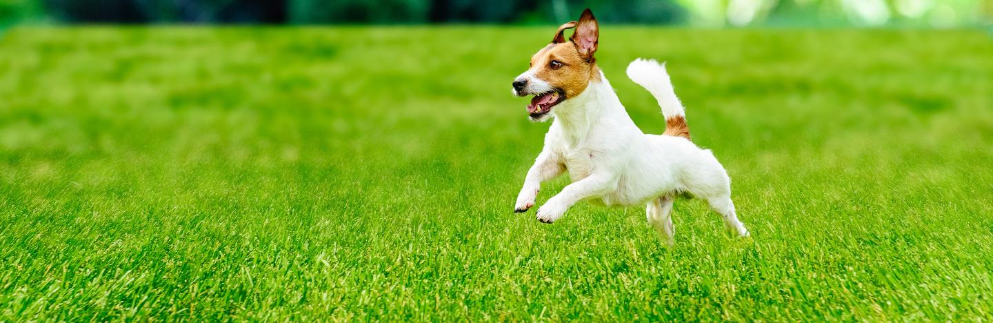 Bien avec mon chien La Pause Jardin - engrais gazon dangereux pour les
chiens