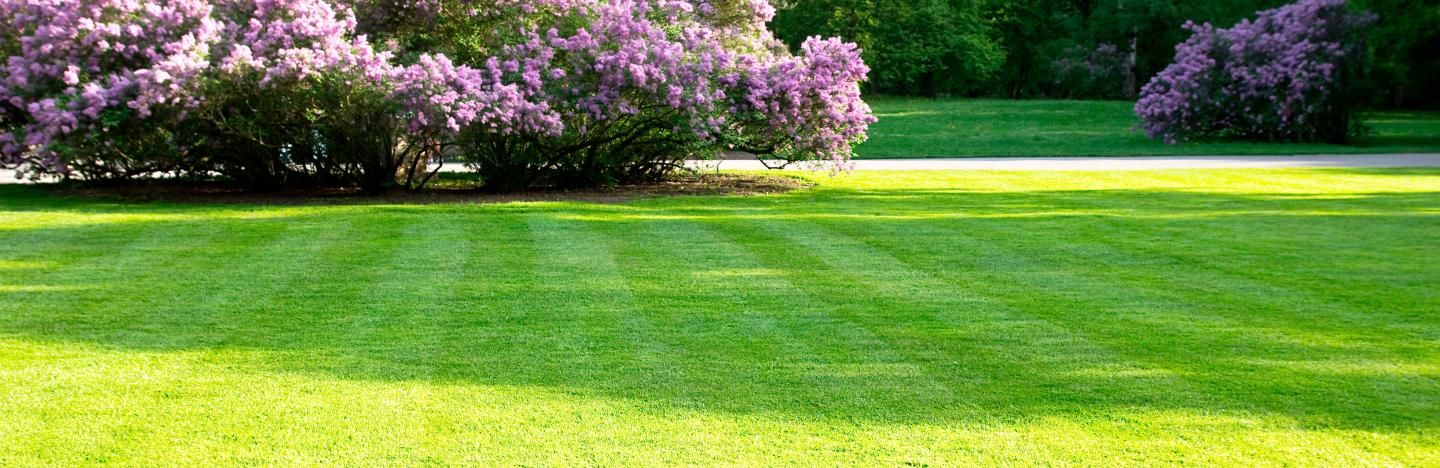 lawn grass maintenance