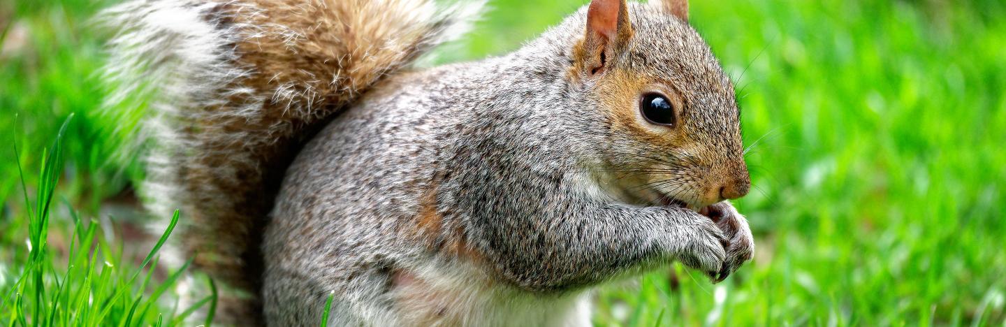How To Get Rid Of Squirrels In An Attic? - Area Pest Control Services UK