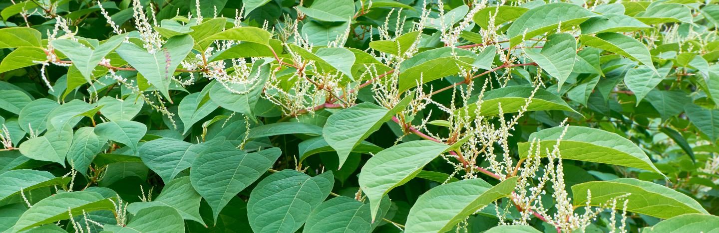 Japanese Knotweed Identification Control Love The Garden