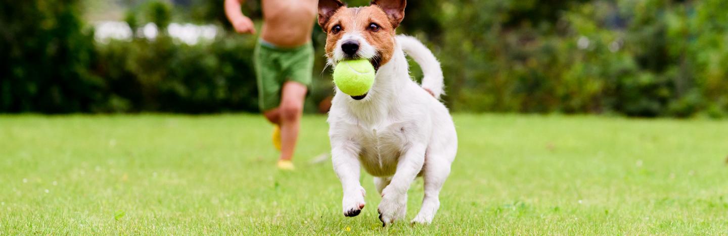 are tennis balls poisonous to dogs