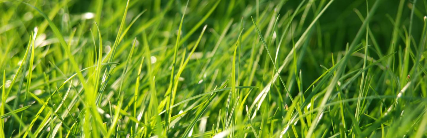 A quick guide to getting your lawn looking great | Love The Garden