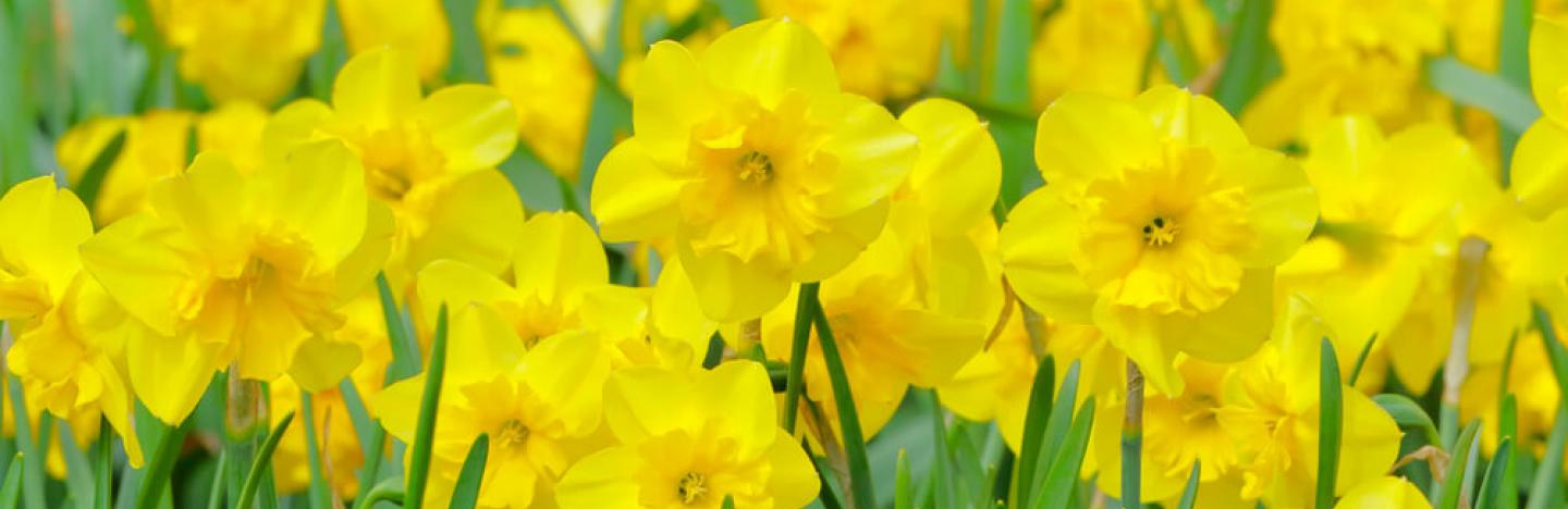 Wardianzaak Onderverdelen mogelijkheid Narcissen planten en verzorgen | Ilovemygarden