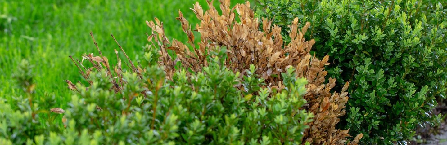 Box Blight - Treatment and control | Love The Garden