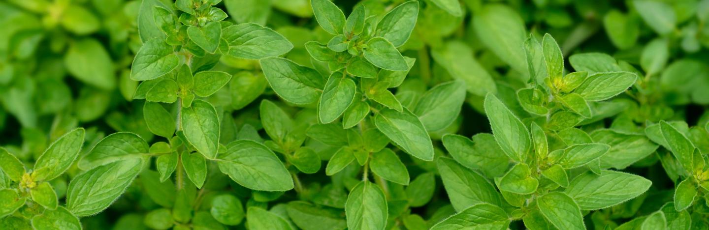 How To Grow And Care For Oregano In 5 Easy Steps | Scotts Australia