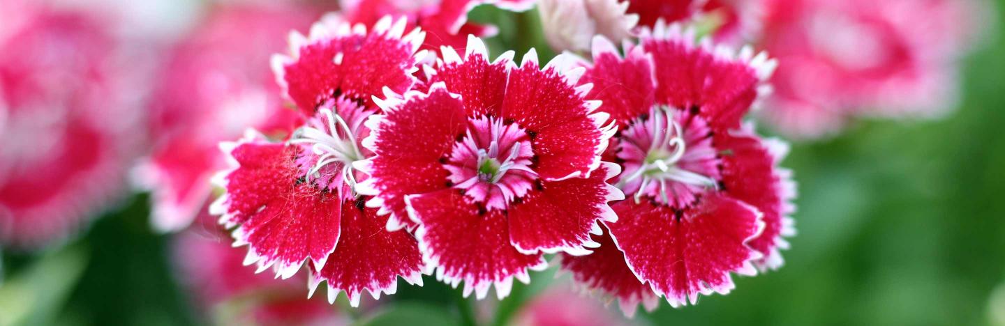 How to grow Dianthus | Love The Garden