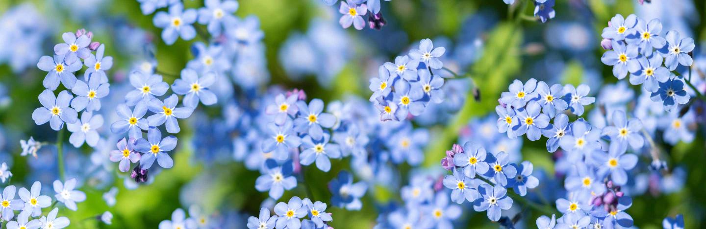 How to grow and care for Forget-Me-Not flowers | Love The Garden