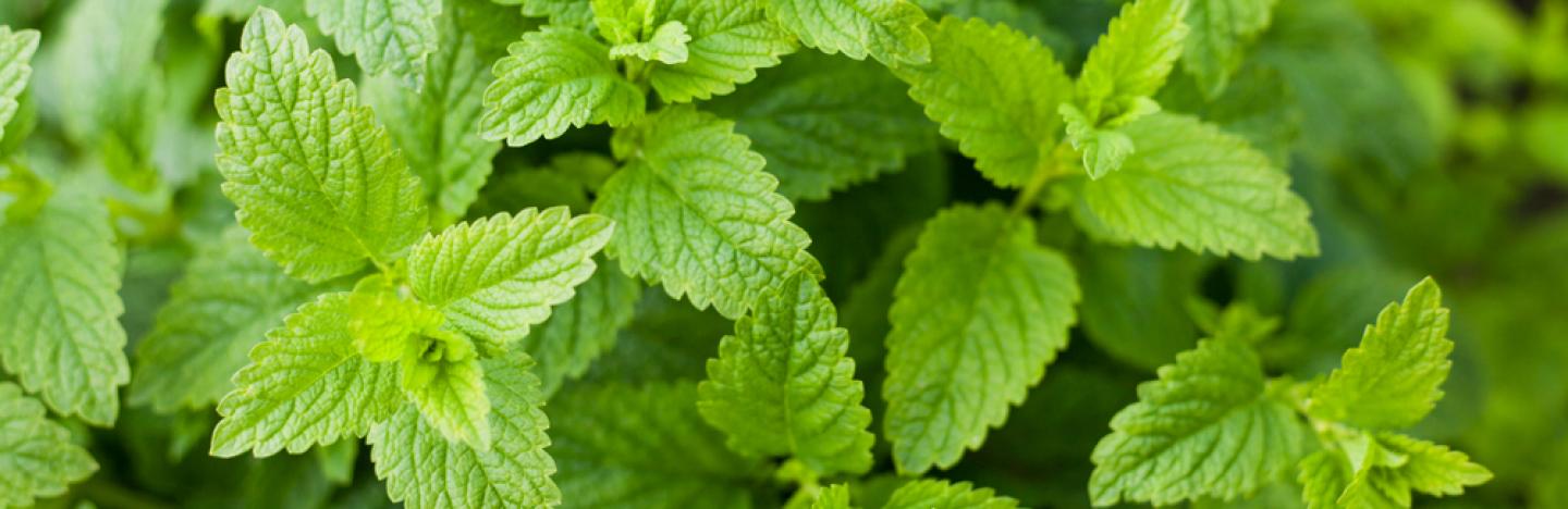 Conseils Pour Cultiver De La Menthe La Pause Jardin