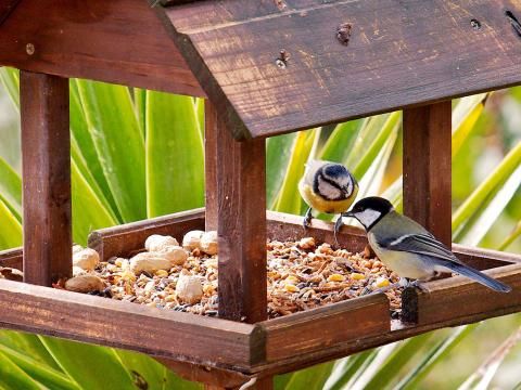 best place for bird table