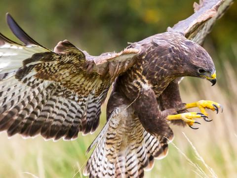 What Are the Largest Birds of Prey?