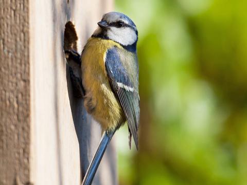Comment et pourquoi fabriquer un nichoir à oiseaux ? Le Guide