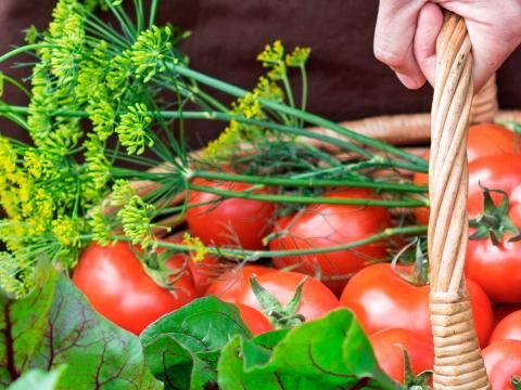 Tomate : quelles variétés pour quelle utilisation planter au jardin ?