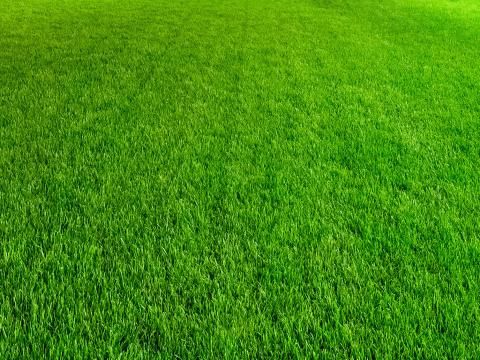 Top tips for a better healthier lawn Love The Garden