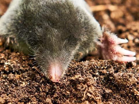 Comment Se Debarrasser Et Chasser Des Taupes La Pause Jardin