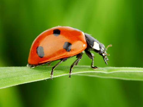 Oeufs de Coccinelle La Pause Jardin tout sur les coccinelles