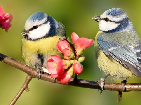 Different breeds of sales birds