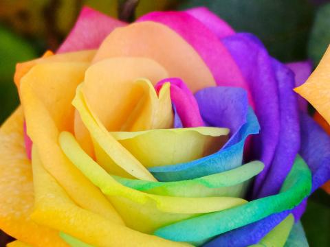 Rainbow Roses Are They Real Lovethegarden
