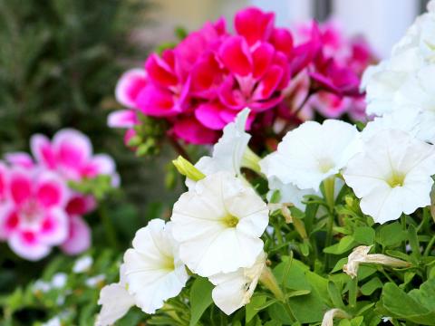 Top Tips For Balcony Garden Planters Love The Garden