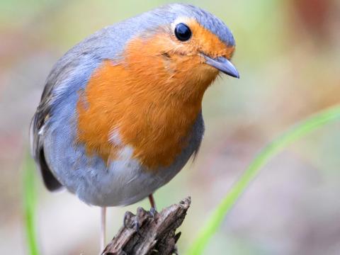 do robins like sunflower seeds