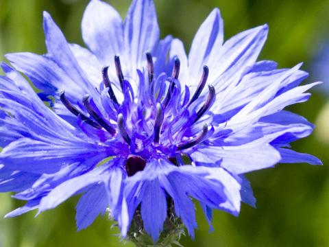 Cornflower flowers store