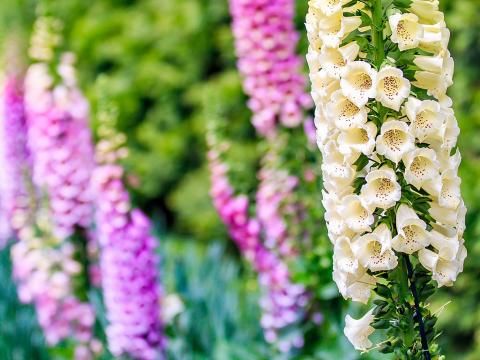 sowing foxgloves in autumn