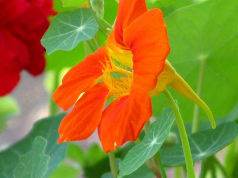 How To Grow And Care For Nasturtium Lovethegarden