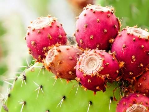 29,900+ Prickly Pear Cactus Stock Photos, Pictures & Royalty-Free Images -  iStock | Prickly pear cactus background, Prickly pear cactus flower, Prickly  pear cactus pot
