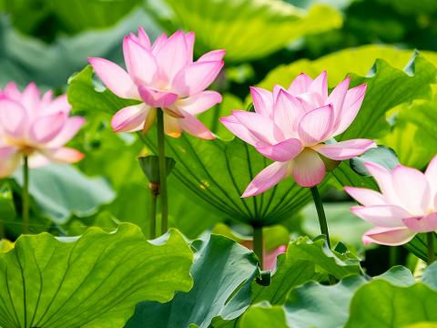 How To Grow And Care For Waterlilies Lovethegarden