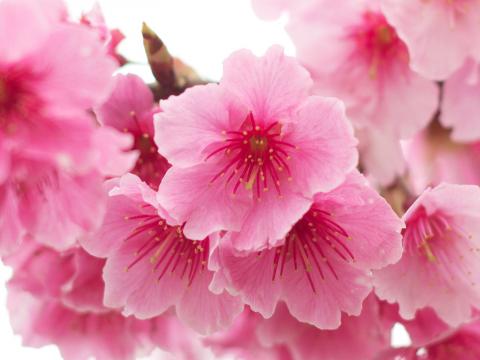 How To Grow A Flowering Cherry Blossom Tree