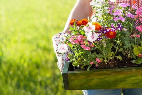 5 trucs pour réussir ses boîtes à fleurs