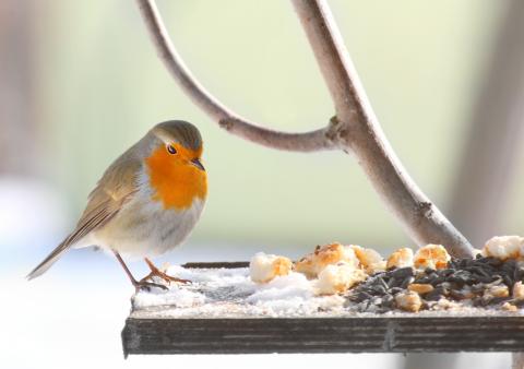 winter bird seed mix