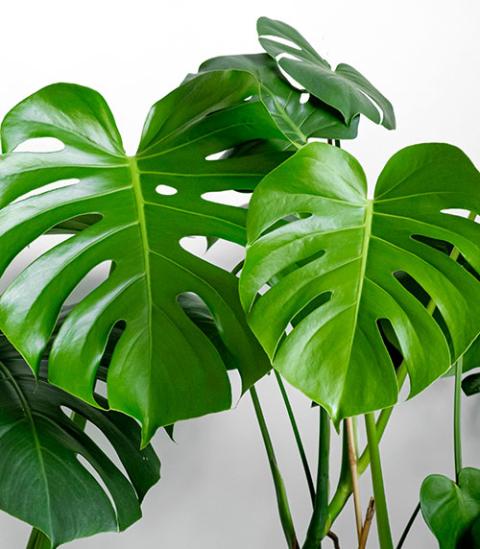 Monstera 喰らっ Deliciosa Green Monster “IKEDA”