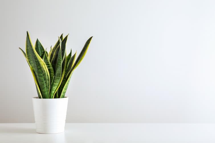 Low maintenance houseplants | Love The Garden