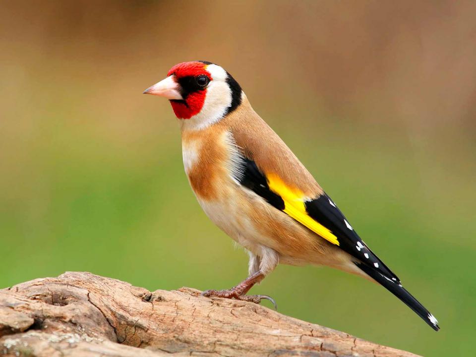 19 Common British Birds In Your Garden Love The Garden   UK Wildbirds 04 Goldfinch 