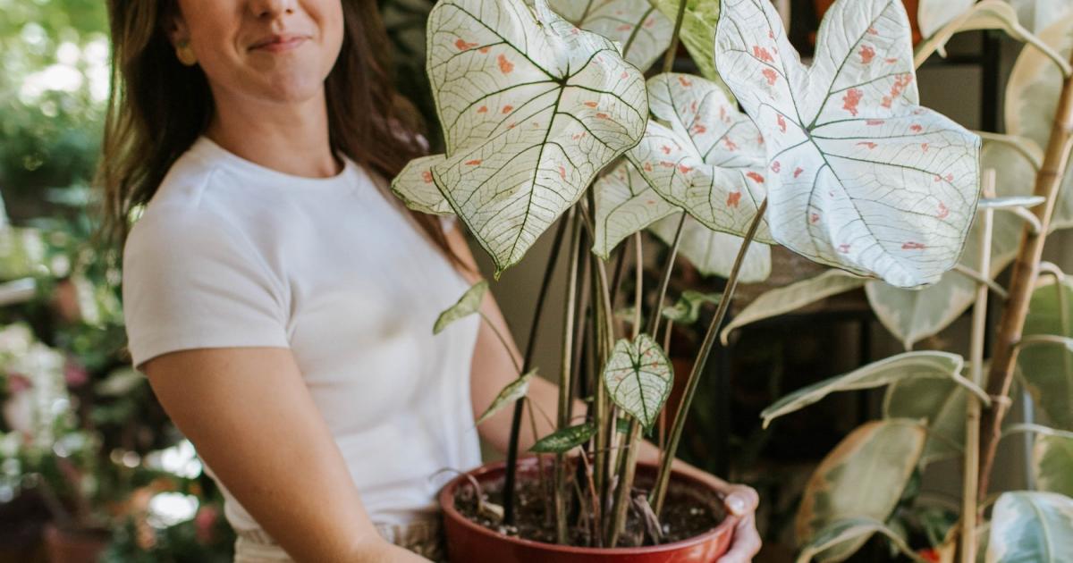 Cinq conseils pour l'entretien de vos plantes d'intérieur – Blog BUT