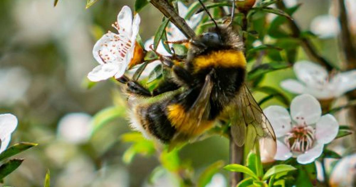 10 Aussie Natives That’ll Bring Bees To Your Garden | Love The Garden