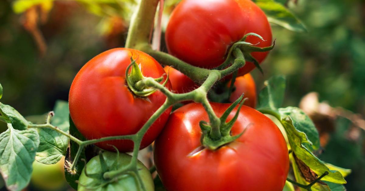 How To Grow Tomatoes 