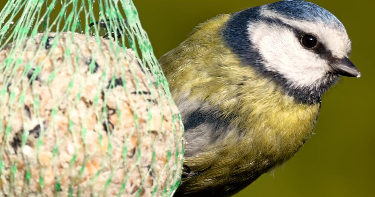 Les Oiseaux Alliés Du Jardin La Pause Jardin