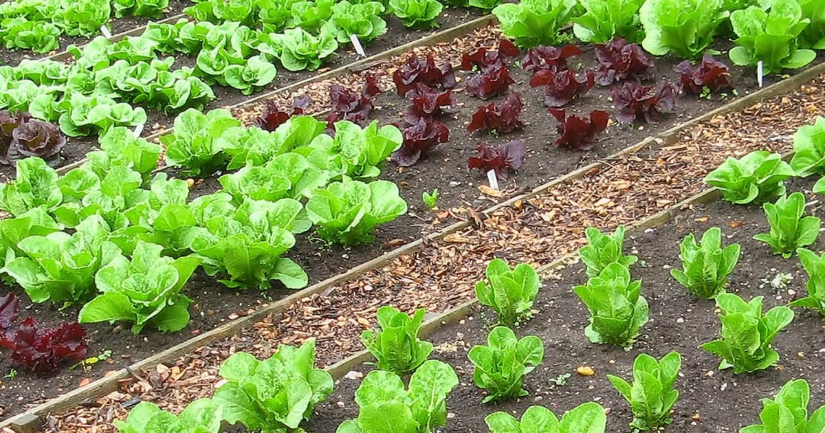 Crop rotation explained for gardening | lovethegarden
