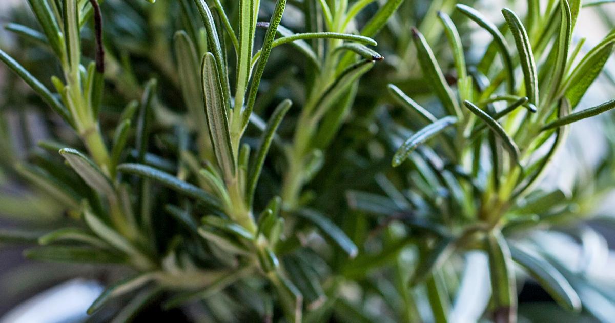 A Guide To Growing Herbs Indoors | Love The Garden