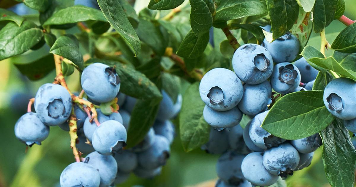 How To Grow & Care For Blueberries | Love The Garden