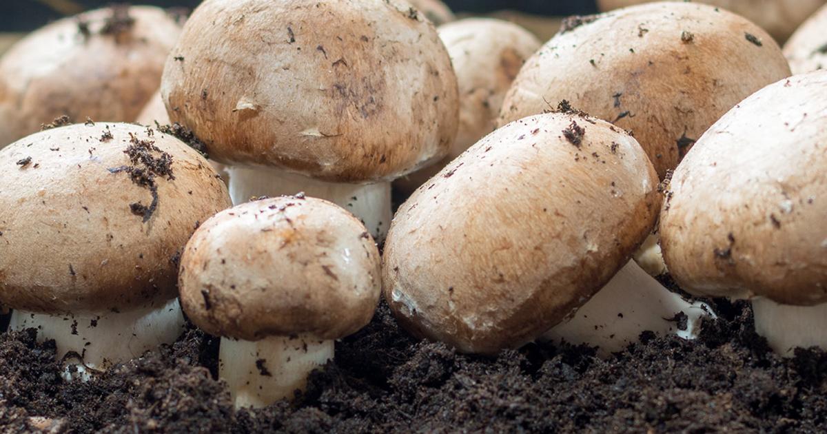 free download home mushroom growing