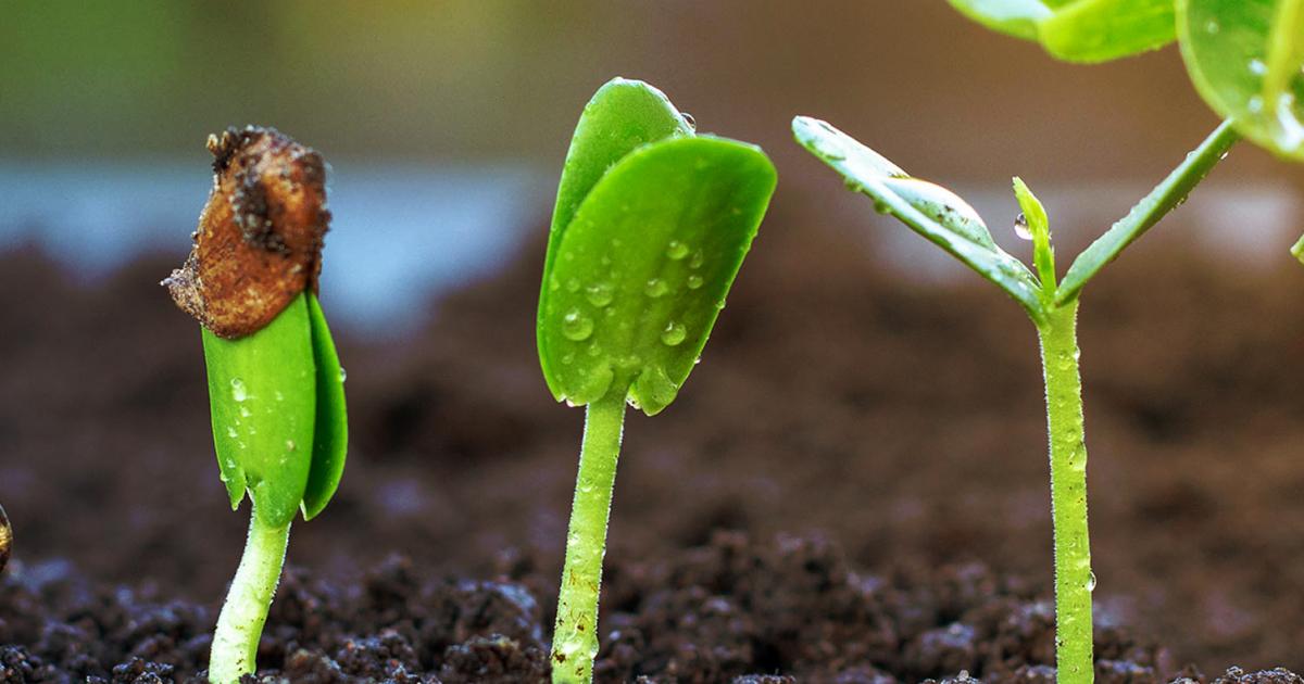 A Complete Guide To Germinating Seeds | Love The
