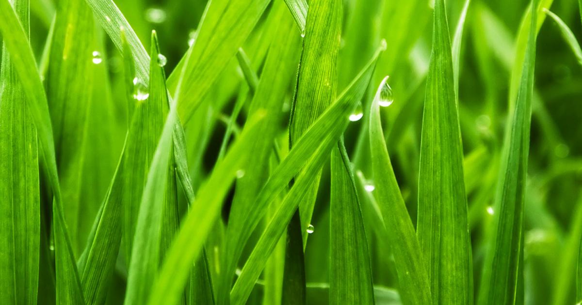 Build a great lawn: a seasonal plan | Love The Garden