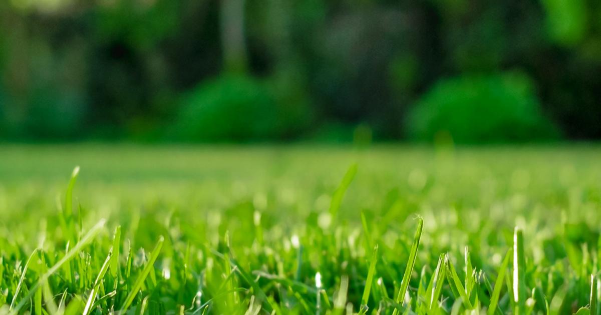 A complete guide to lawn and grass feeding