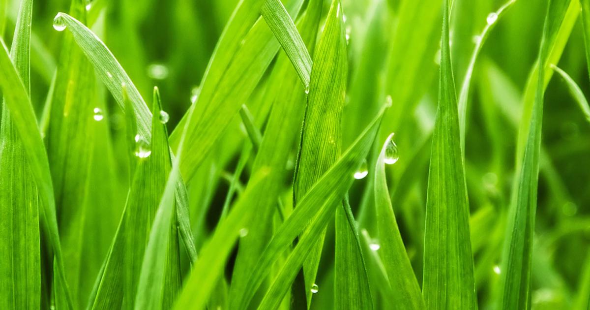 Tips to kick start your lawn | Love The Garden